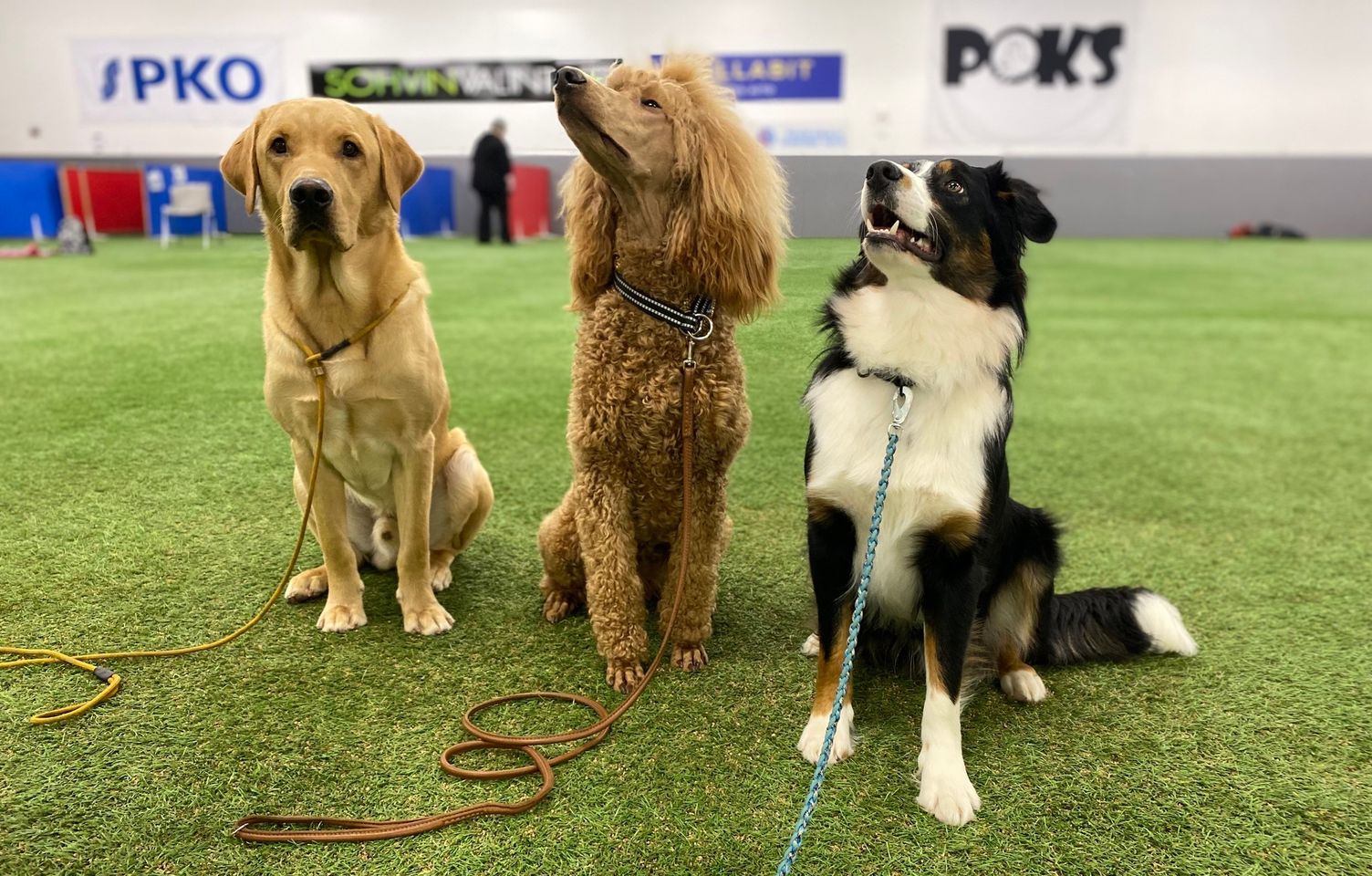 Read more about the article Liity jäseneksi Juuan Kennelseuraan