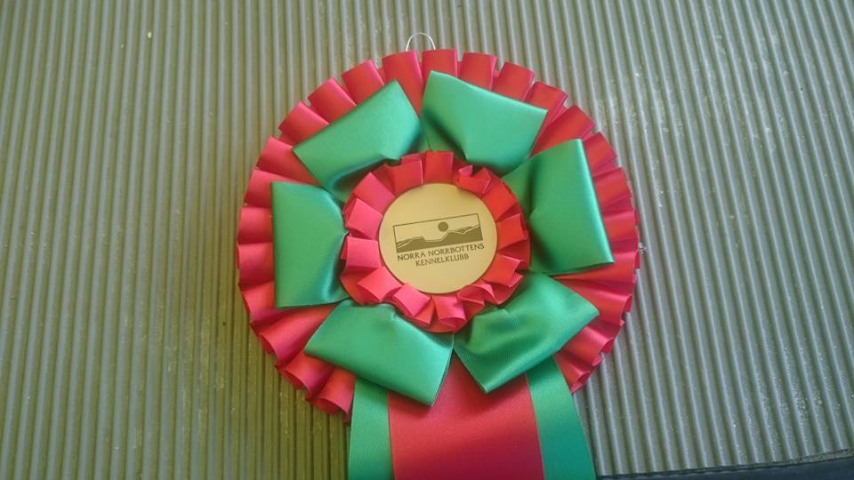 Read more about the article Vuoden näyttelykoirakilpailun säännöt