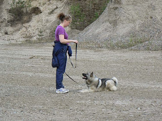 Read more about the article Koirakoulussa