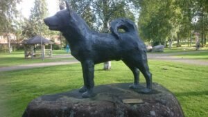 Read more about the article Vuoden koekoirakilpailun säännöt