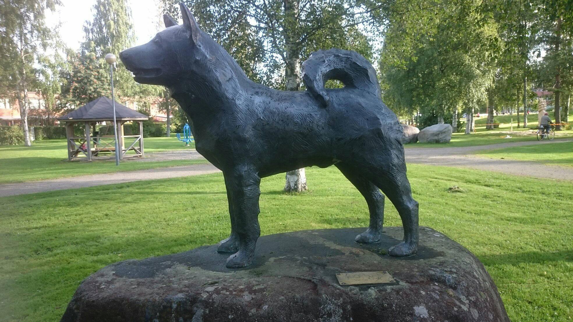 Read more about the article Vuoden koekoirakilpailun säännöt