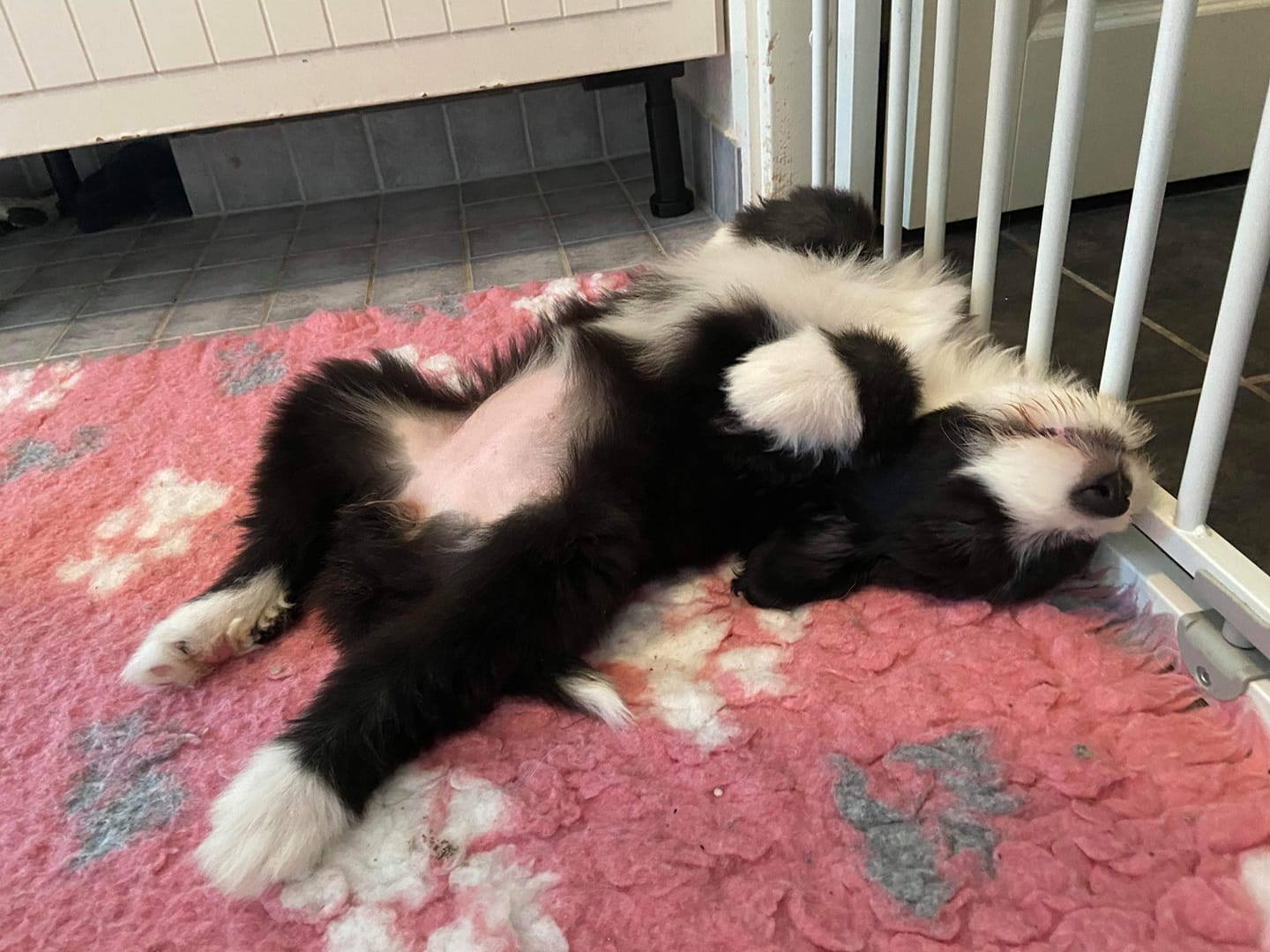 Read more about the article Kennelseuran johtokunta ja jaostot